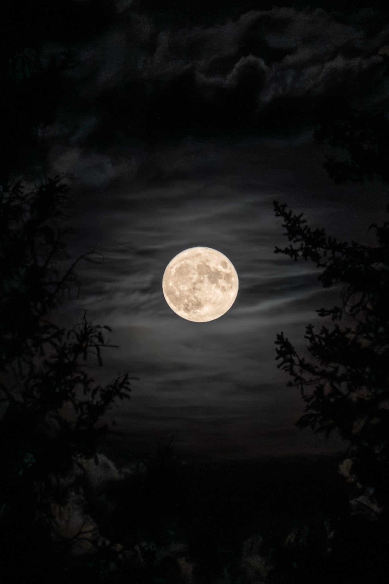 Between two conifers the round round moon bathes the clouds in soft light